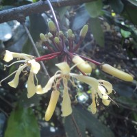 Quassia indica (Gaertn.) Noot.